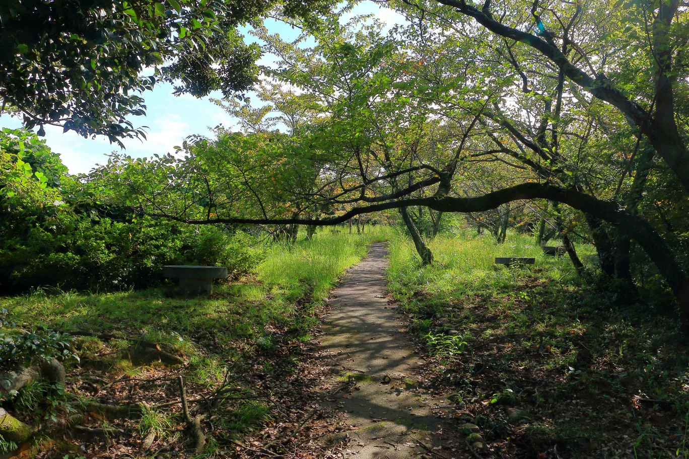 瑞光山清水寺展望台