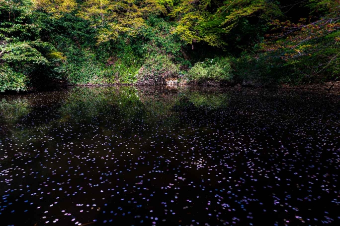 瑞光山清水寺　薩雲若池（そうにゃいけ）