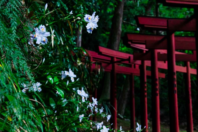 瑞光山清水寺　稲荷社　鳥居とシャガ