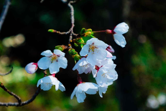 瑞光山清水寺展望台　桜