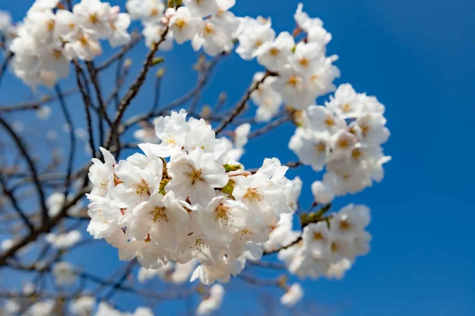 瑞光山清水寺展望台　桜